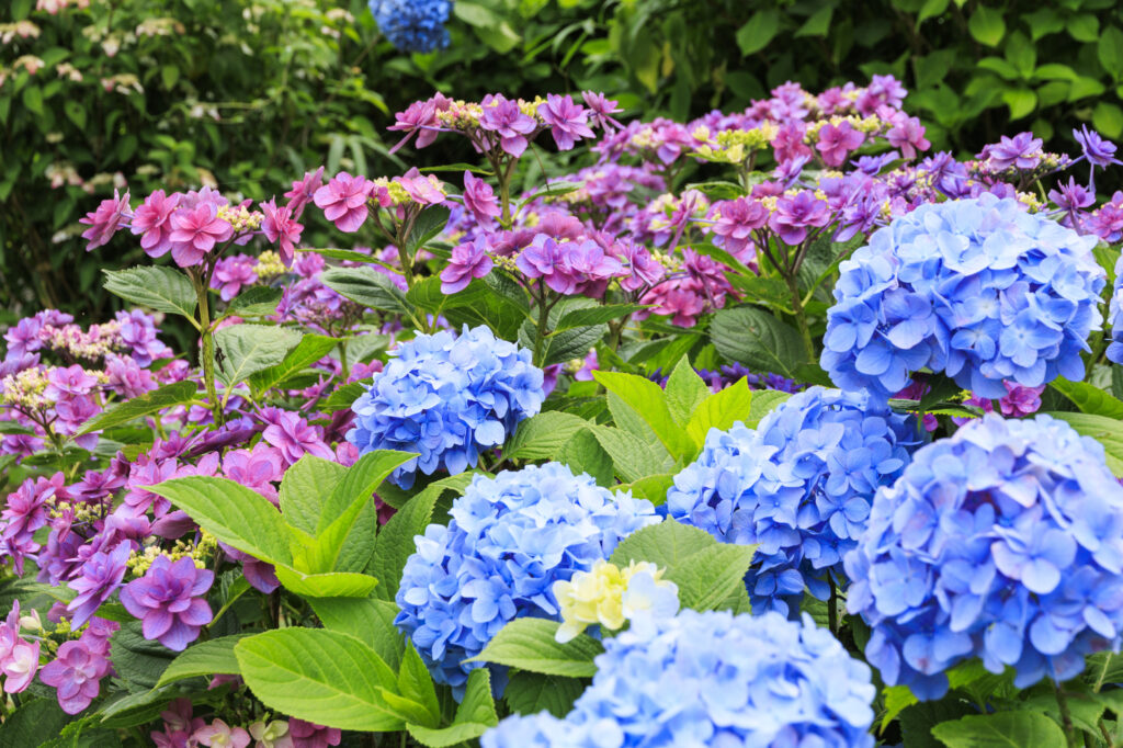 6月の休みについて